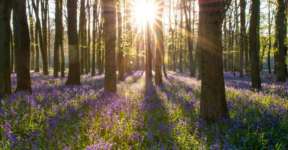 Ultimate Bluebell 2023 Photography Competition Launches. - Visit Dean Wye