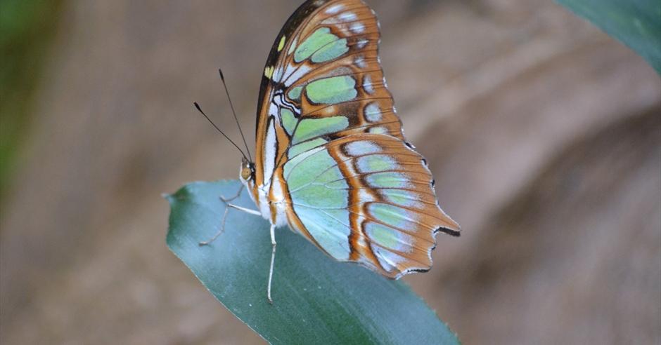 Wye Valley Butterfly Zoo - Butterfly Farm, Herefordshire - Visit Dean Wye