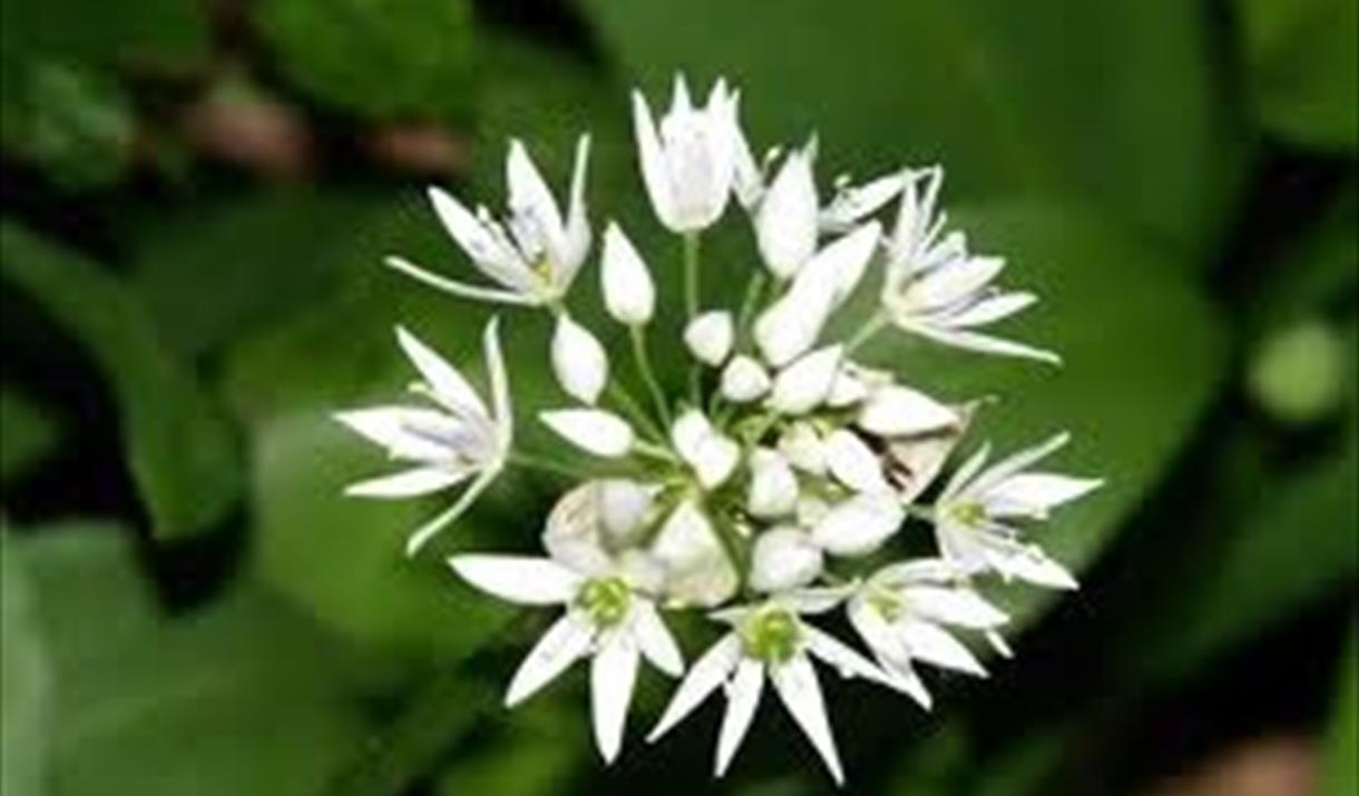 Foraging with Ed Drewitt