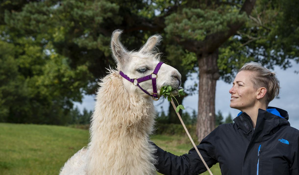 Llamas, the Ultimate Backcountry Hiking Partner?