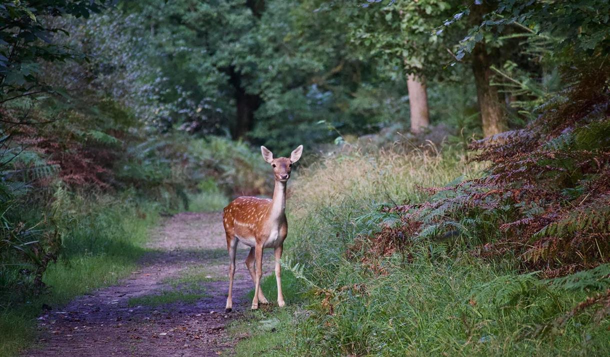 Wildlife Safari & Nature Journaling