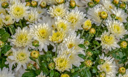 Dymock & District Late Chrysanthemum Show