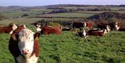 Dryslade Farm