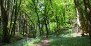 Chepstow Park Wood
