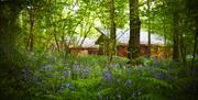 Forest Holidays: Forest of Dean Cabins