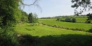 green field trees