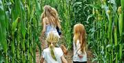Kids enjoy the Giant Maize Maze