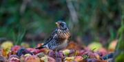 David Broadbent - One to one photography experience - autumn bird