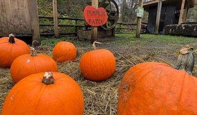 Pumpkin Patch