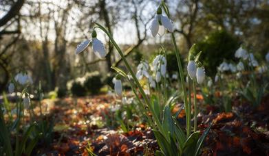 Wye Valley Sculpture Garden - Snowdrop Open days