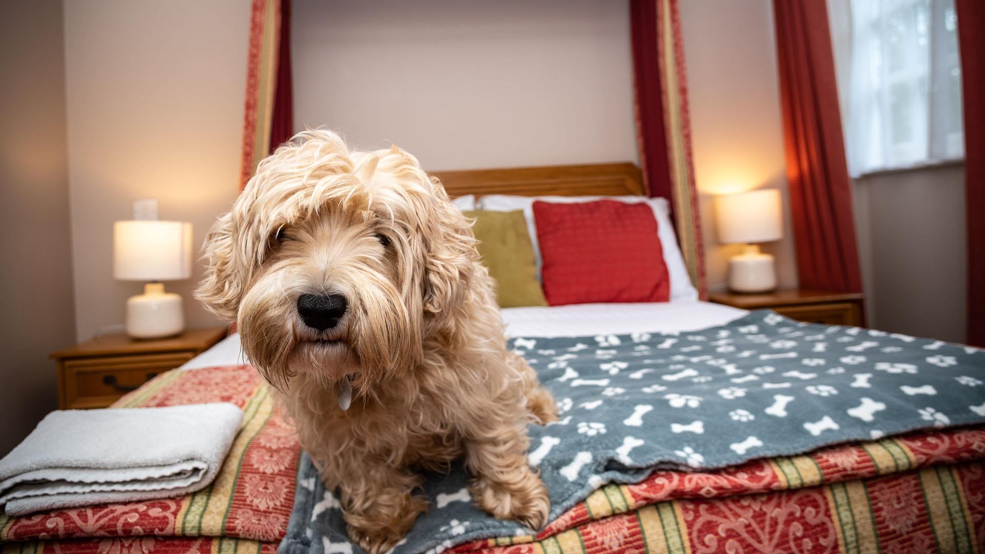 Dog Friendly Accommodation - Visit Dean Wye