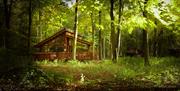 Forest Holidays: Forest of Dean Cabins