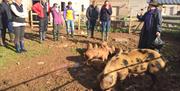 SMALLHOLDING FOR BEGINNERS at Humble by Nature