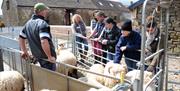 SHEEP FOR BEGINNERS at Humble by Nature