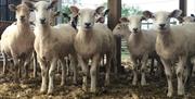 LEARN HOW TO SHEAR SHEEP at Humble by Nature