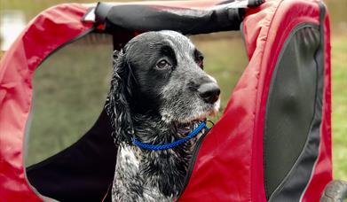 Cycle with your Pooch at Wye-Bikes