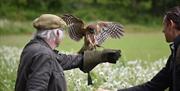 Wye Valley Falconry