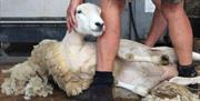 LEARN HOW TO SHEAR SHEEP at Humble by Nature