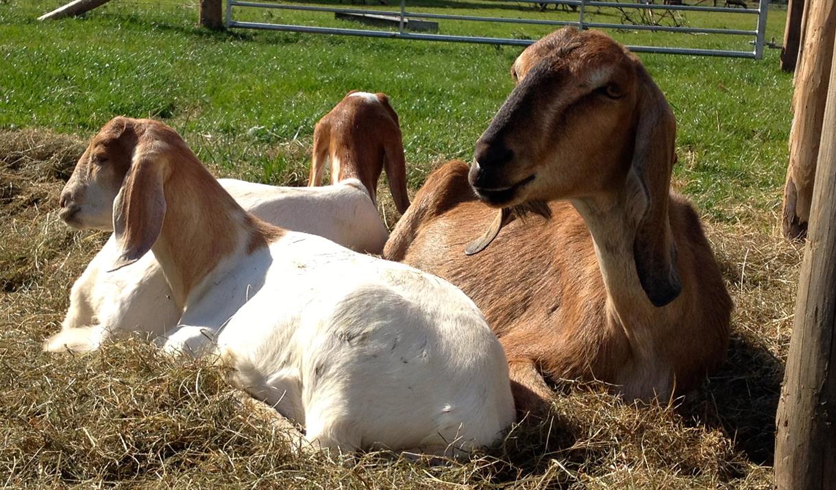 GOATS FOR BEGINNERS at Humble by Nature