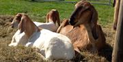 GOATS FOR BEGINNERS at Humble by Nature