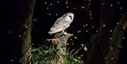 Owl Evenings at International Centre for Birds of Prey