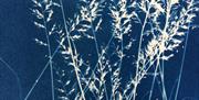 CYANOTYPE PRINT MAKING: HALF DAY at Humble by Nature