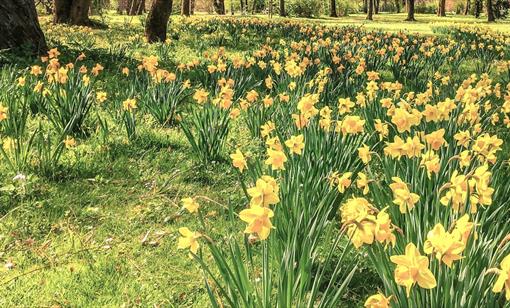 Dymock Daffodil Weekend & Spring Fayre
