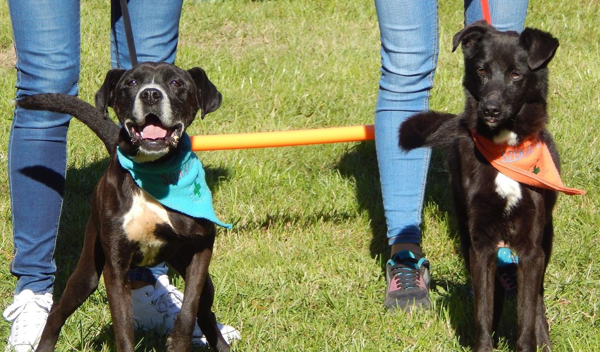 It’s A Dog’s Day at Elton Farm - 25 July 2021