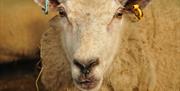 SHEEP FOR BEGINNERS at Humble by Nature