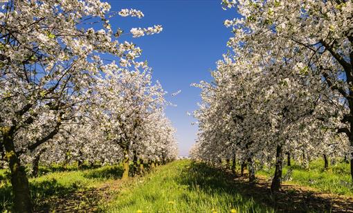 The Big Apple Blossomtime - A Springtime Celebration