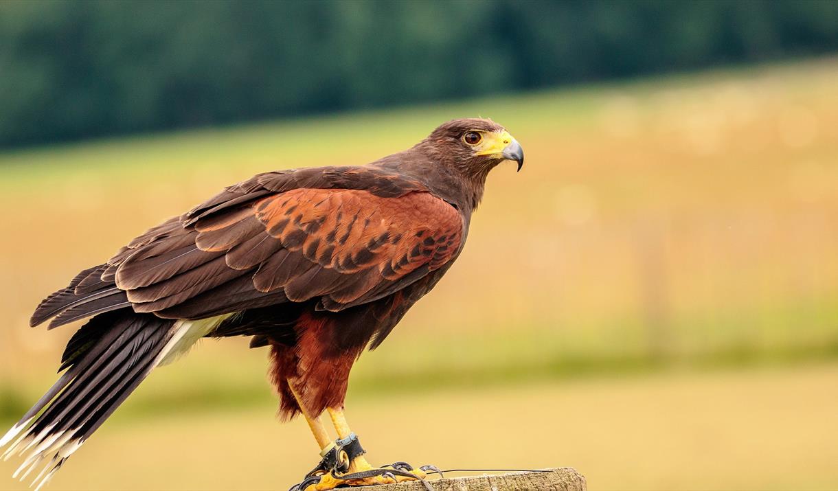 A country walk with a Harris hawk at International Centre for Birds of Prey