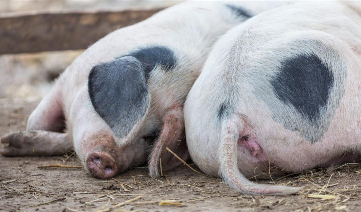 Nose to Tail at Harts Barn Cookery School