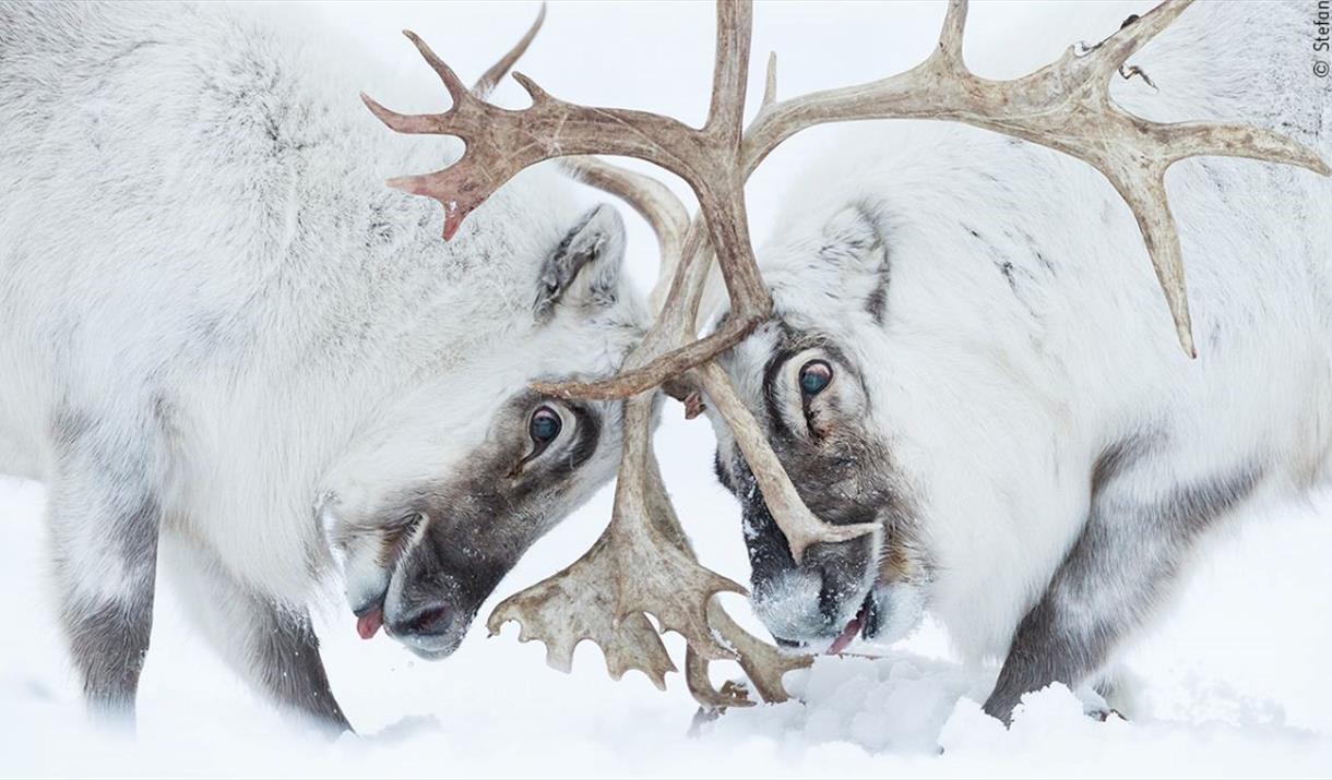 Wildlife Photographer of the Year at Nature in Art