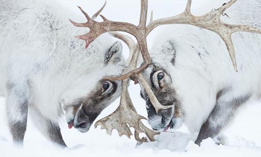 Wildlife Photographer of the Year at Nature in Art