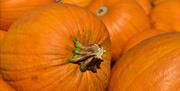 The Big Pumpkin Count at Clearwell Caves