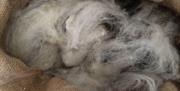Learn how to spin sheep wool at Humble by Nature