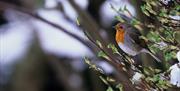 David Broadbent - One to one photography experience - winter robin