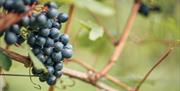 Wythall Estate Vineyard Grapes