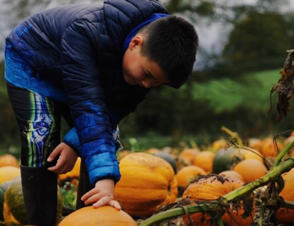 Pumpkin Picking