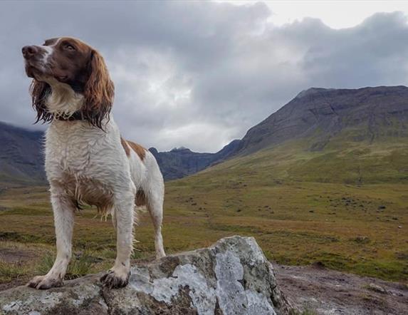 A dog stands on a large slab of rock in the foreground with mountains in the background.