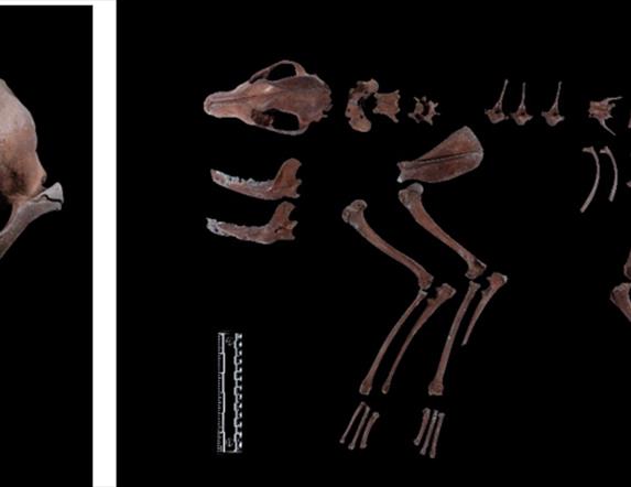 Skull and bones of a dog laid out in an archaeological display against a black background.