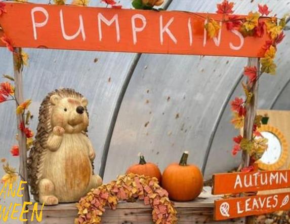 New Horizons Pumpkin Patch Photoshoot & Scarecrow Trail