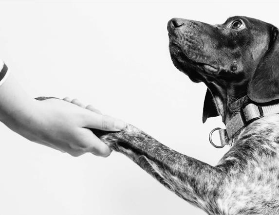 A human hand clasps the extended paw of a dog in a 'handshake' like gesture.