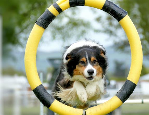 A dog jumps through a yellow and black hoop during a competition.