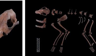 Skull and bones of a dog laid out in an archaeological display against a black background.
