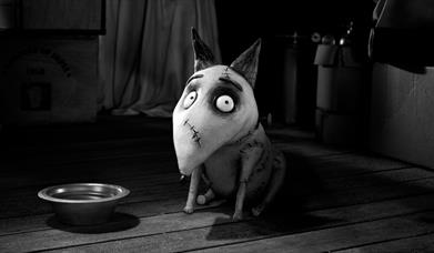 Frankenweenie sitting