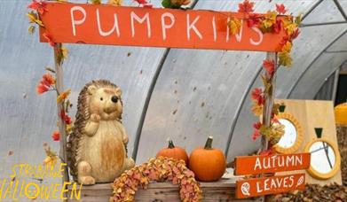 New Horizons Pumpkin Patch Photoshoot & Scarecrow Trail