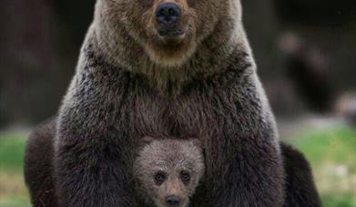 Mother Bear with cub