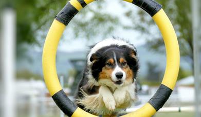 A dog jumps through a yellow and black hoop during a competition.