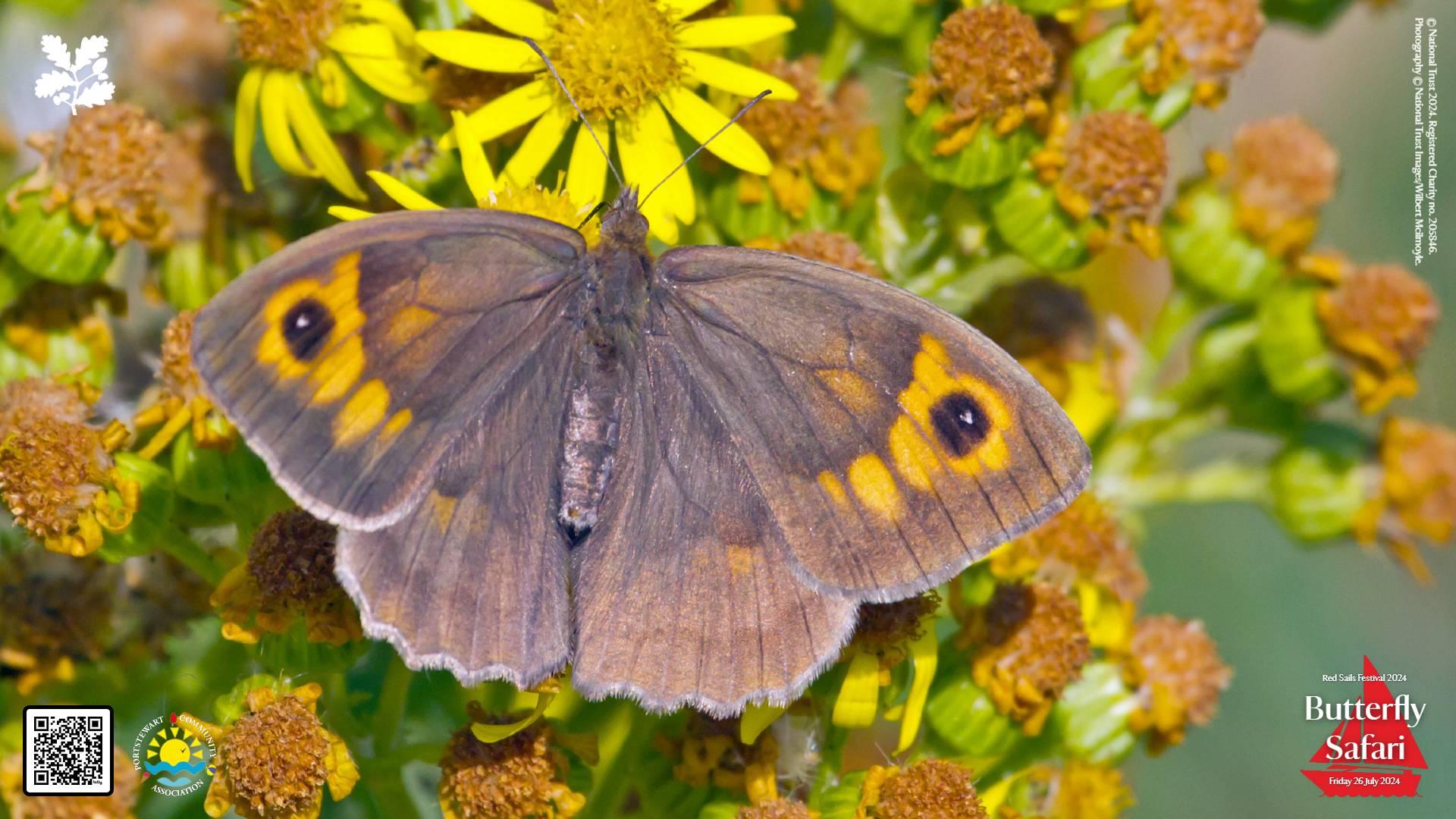 An image of a butterfly at Portstewart Strand.